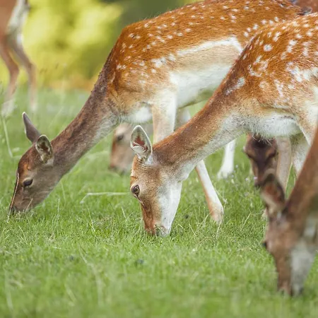 Apartmaji Kunej Pod Gradom With Sauna Podsreda
